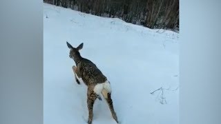 В Ростовской области из полыньи спасли животное