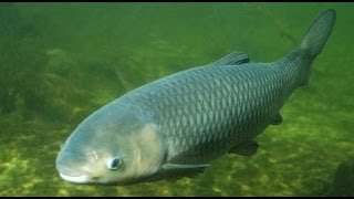Ловля пикером карпа и белого амура на коммерческом водоеме.