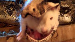 Boa Swallowing rat back paws first!