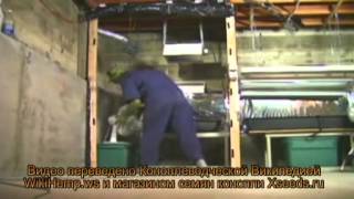 I Grow Chronic - Руководство по выращиванию марихуаны на русском языке
