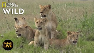 Safari Live - Day 285 | Nat Geo Wild