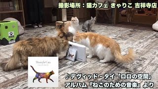 『ねこのための音楽』を猫カフェで聞き比べ（ロングヴァージョン）