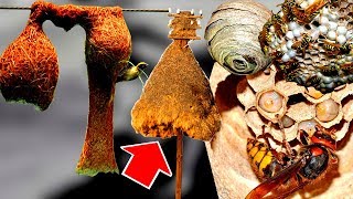 10 УДИВИТЕЛЬНЫХ ДОМИКОВ ЖИВОТНЫХ И КАК ОНИ УСТРОЕНЫ