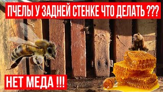 Проблемная семья пчел! Нету меда что делать? 16.01.2020