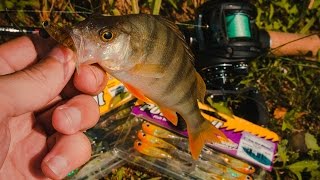 Ловля окуня на микроджиг, приманками Berkley DropShot Minnow.