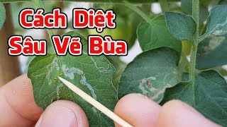 Cách diệt sâu vẽ bùa cho vườn rau sạch gia đình.