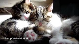 Милые котята  Прикольное видео с котами  Эти смешные кошки  Кошки спят