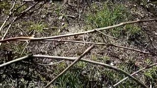 Виноград перезимовал. Кузбасс.