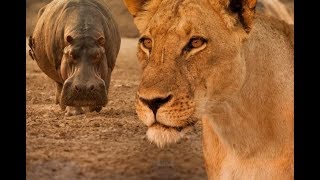 Impresionantes combates entre leones e hipopótamos Por Documentales Fauna Animal