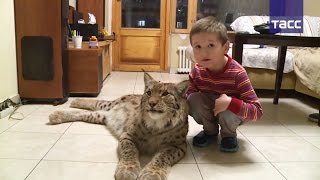 Рысь, который живет в квартире