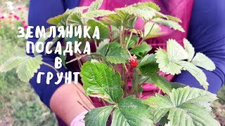 ЗЕМЛЯНИКА САДОВАЯ ИЗ СЕМЯН. Посадка в грунт. Мой опыт.