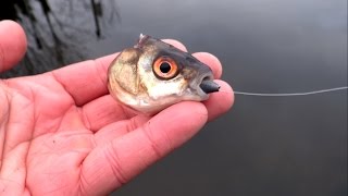 Vicious Pike: head only left after attack on fishing dead bait.