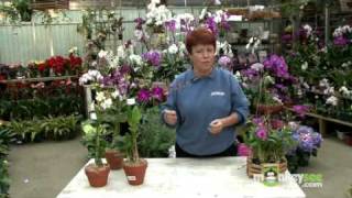 The Dendrobium Orchid