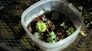 How to Multiply Succulents : Landscaping Tips