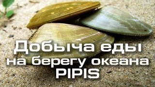 Добыча еды на берегу океана. PIPIS