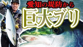 【神回】堤防からイワシ釣りに行ったらブリ釣れちゃった。