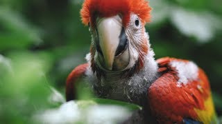 NACIMIENTO DE GUACAMAYA ROJA EN LOS TUXTLAS, VERACRUZ | Xcaret México! Cancún Eco Park