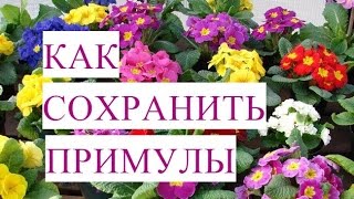 Шикарная Коллеция! Как Сохранить Примулы до Высадки в Открытый Грунт.
