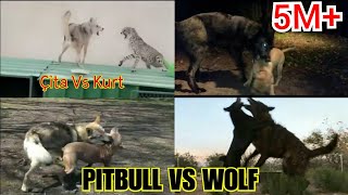 VAHŞİ KURTLARIN PITBULL,DOGO VE ÇİTALAR LA KARSILASTIGI VİDEOLAR