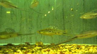 Xiphophorus montezumae (меченосец Монтесумы)