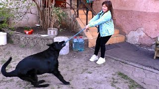 Это КАЙФ! Щенок черной длинношерстной Немецкой овчарки. Puppy of black long haired german shepherd.