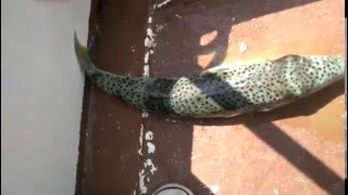 Teneke yiyen balon balığı / Puffer fish eating tin