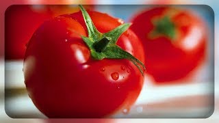 Ранние сорта томатов для открытого грунта