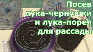 Разные способы посева лука-чернушки и лука-порея. В улитки (самокрутки), в грунт на бумагу