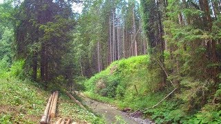 ВТОРАЯ ВОЛНА БЕЛЫХ ГРИБОВ 2019 за царскими БЕЛЫМИ ГРИБАМИ в еловый горный лес