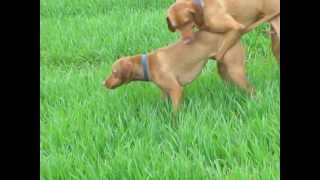 Dog Breeding: Magyar Vizsla  Saar en Chivas