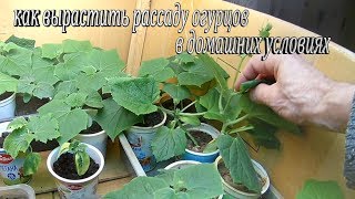 Как вырастить рассаду огурцов в домашних условиях.Наблюдение за ростом рассады огурцов
