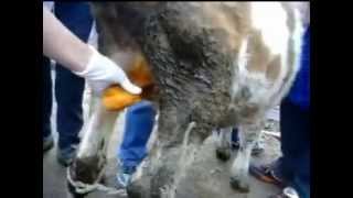 КАСТРАЦІЯ БУГАЙЦІВ перкутанним способом (bull castration)