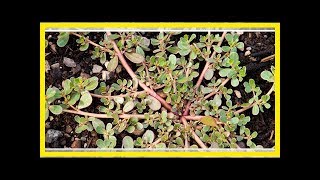 Juste une mauvaise herbe, ou une plante méconnue qui renforce la santé?