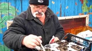 Как посеять семена огурцов и перцев. Посев семян овощей