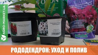 РОДОДЕНДРОН: УХОД И ПОЛИВ | Agro-Market.ua
