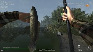 Fishing Planet. Как ловить Ильную рыбу на реке Мадвотер