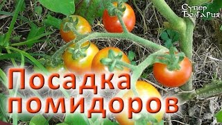 Посадка помидоров. Природное земледелие