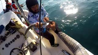 Barracuda Frenzy - Boat Fishing in Qatar - Oct 2019
