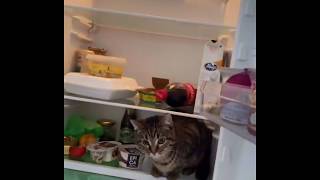 ДЖАВИД ВИДЕО С КОШАЧИЙ ПИЗДЮКОМ ??