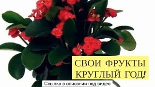Экодар Официальный Сайт Отзывы