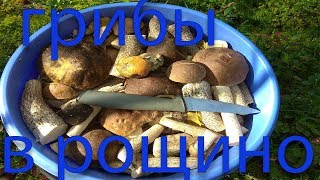 Грибы в Рощино