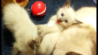 МЯУКАНЬЕ КОТЯТ 2 котята мяукают и играют