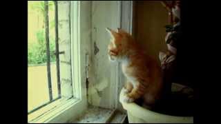 котенок Васька