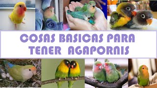 que necesitas para tener un agapornis /cosas basicas (resumen al final del video )