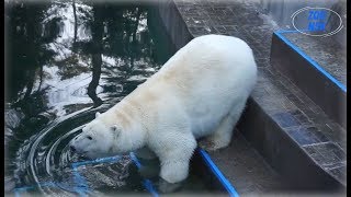 Медведица Герда достаёт рыбу со дна бассейна