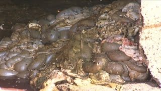 Базардың ластығын айтқан сатушыларды сауда орнынан қуып жатыр (03.10.16)