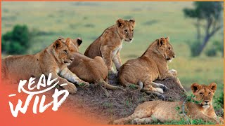 Lions Of Etosha [Lion Pride Survival Documentary] | Wild Things
