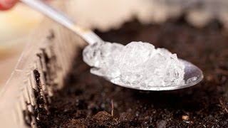 Кокосовая стружка, мох-сфагнум, гидрогель. Проблем нет!