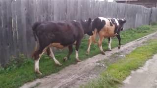 Маленькое стадо возвращается домой. Быки, коровы, тёлки.A small flock returns home. Bulls, cows