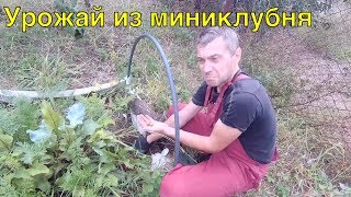 160. Картофель из мини клубня.